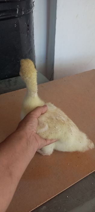 Гусята   продам срочно