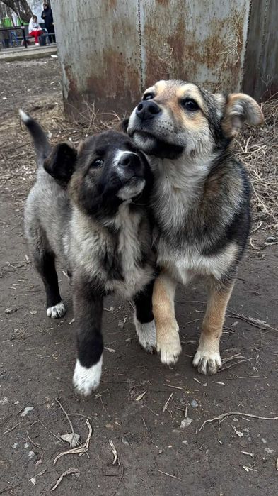 Девочка-красавица ищет заботливую семью