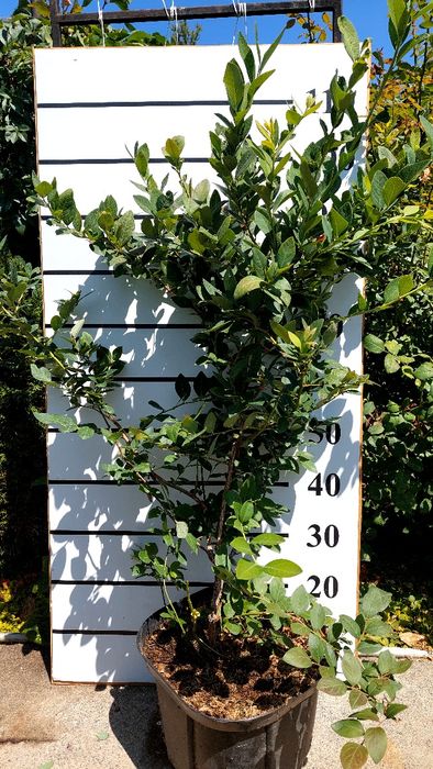 Саженцы голубики