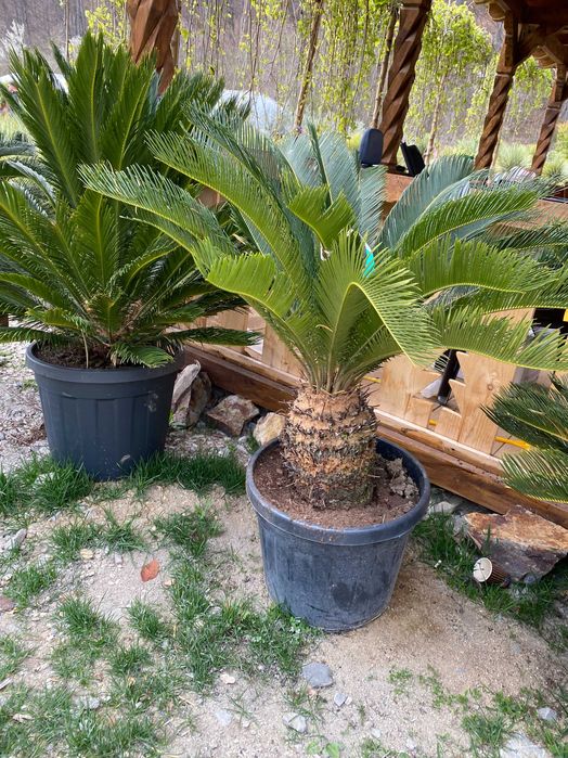 Palmieri Cycas Revoluta