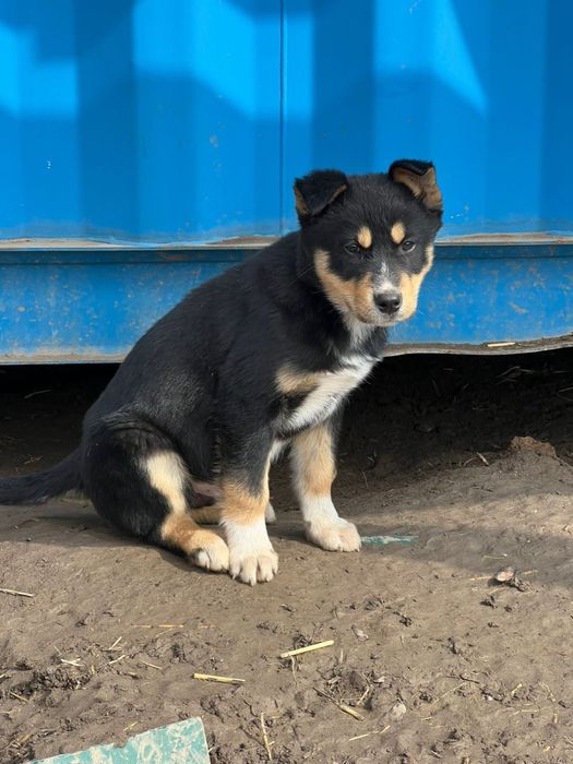 Продам щенков от мамы Хаски