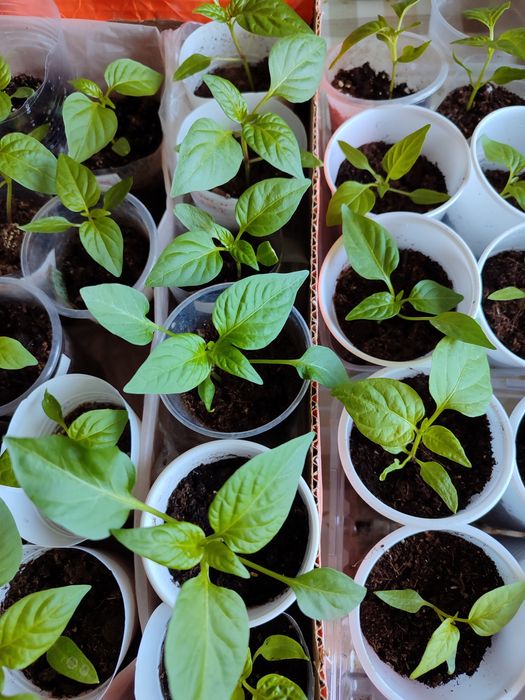 Продам излишки рассады