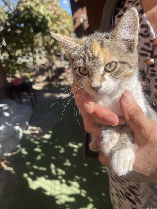 Pisici  de adoptie