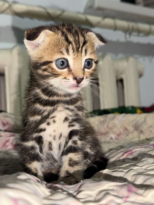 Бенгальская кошка