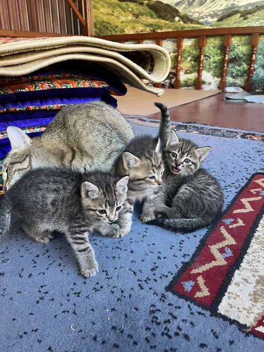 отдам котят в добрые руки