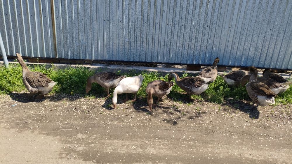 Продам Гусей Крупно серый