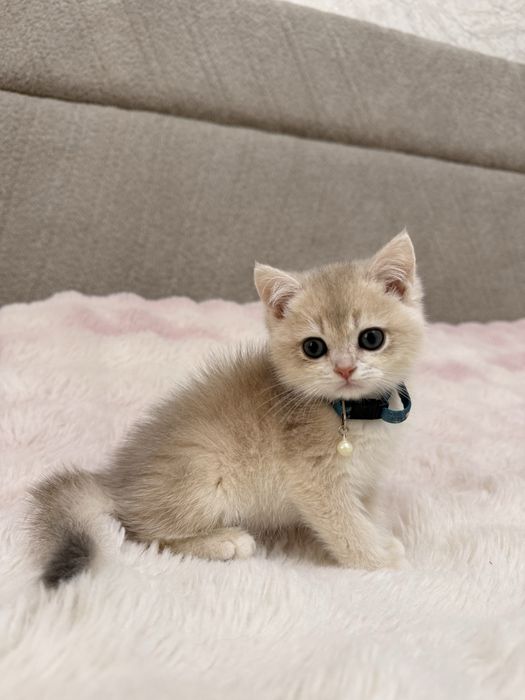 На продаже элитные котятки