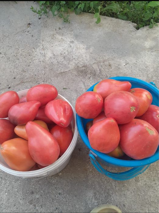 Продам помидоры домашние