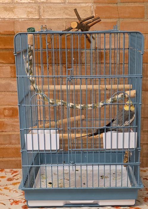 Papagal nimfa  in vârstă de 1 an