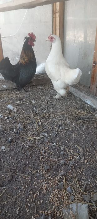 Тауықтар сатылады