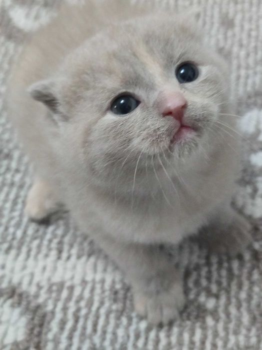 Продаются котята