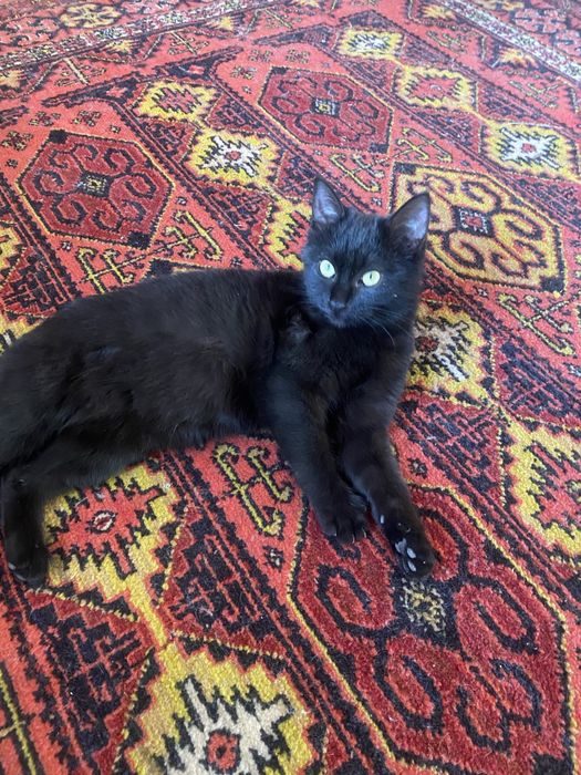 кошка в добрый руки