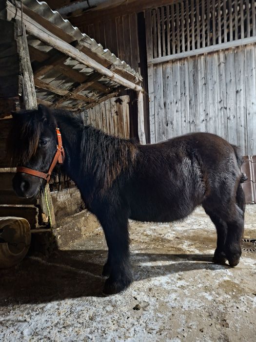 Vand poneita gestanta