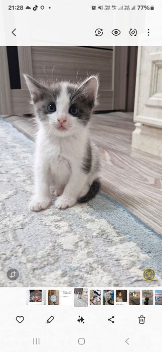 Домашние животные,две красотки очень игривые девочки