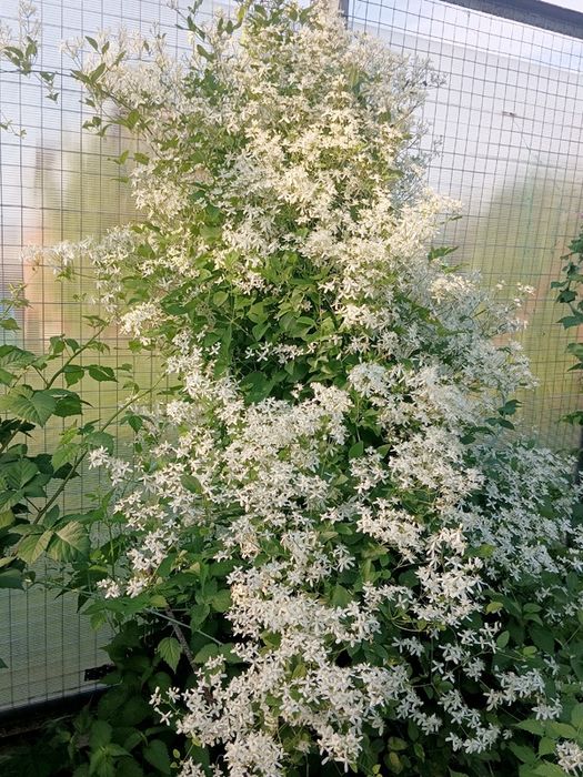 Клематис Маньчжурский