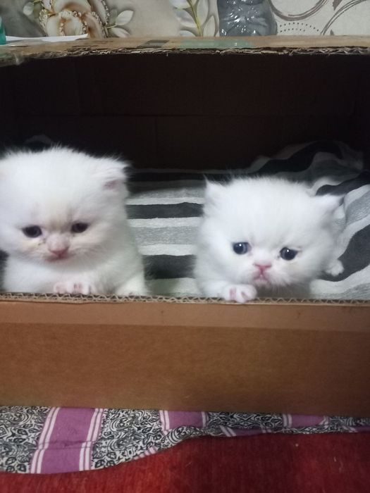 Продаются котята