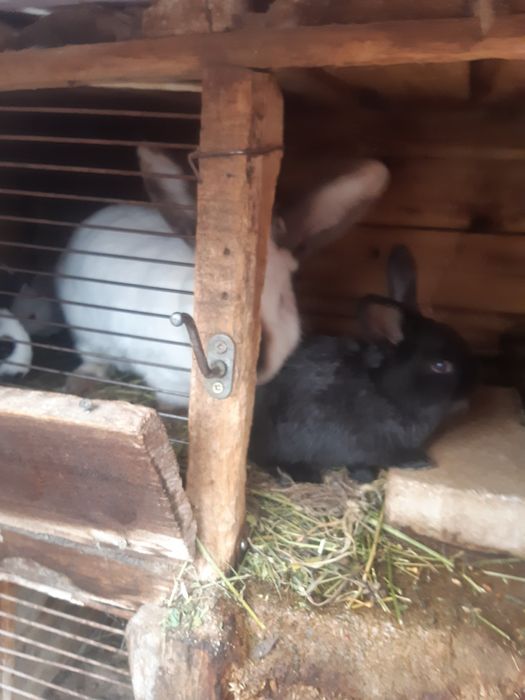 Продавам эайци мъжки/женски