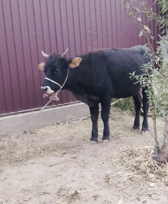 Тайынша сатылады жуас қорең