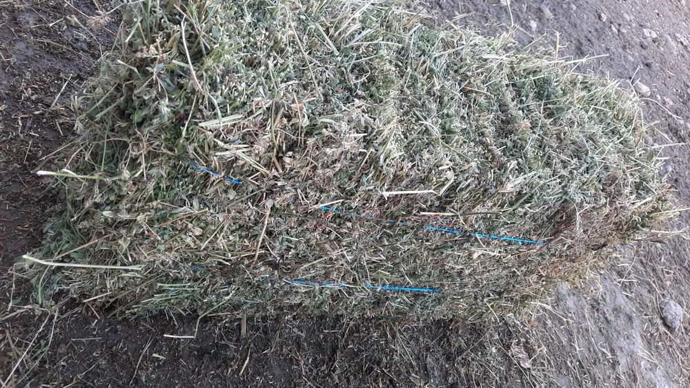 ‼️ Vând 400 de baloți de lucernă producție 2025, 40 lei balotul‼️