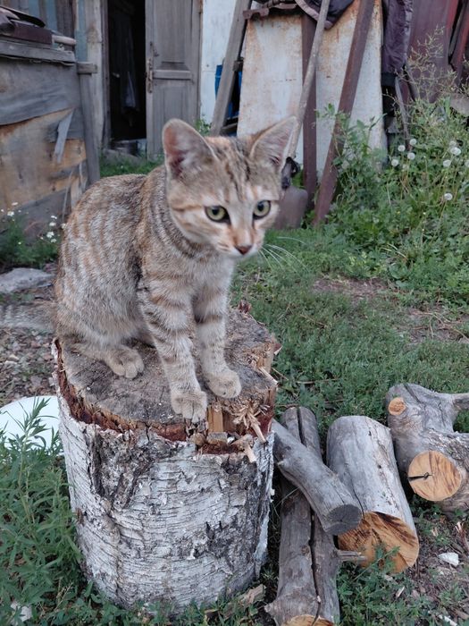 Отдам котят в хорошие руки