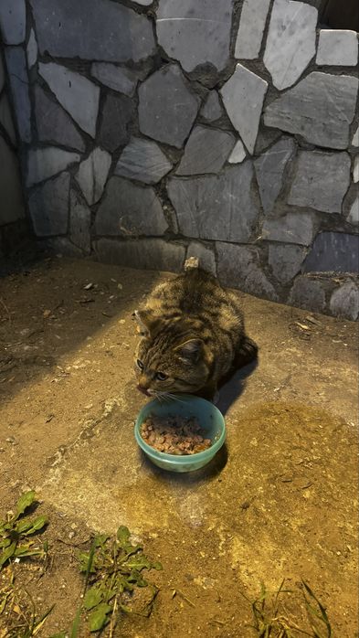 Котик в добрые руки