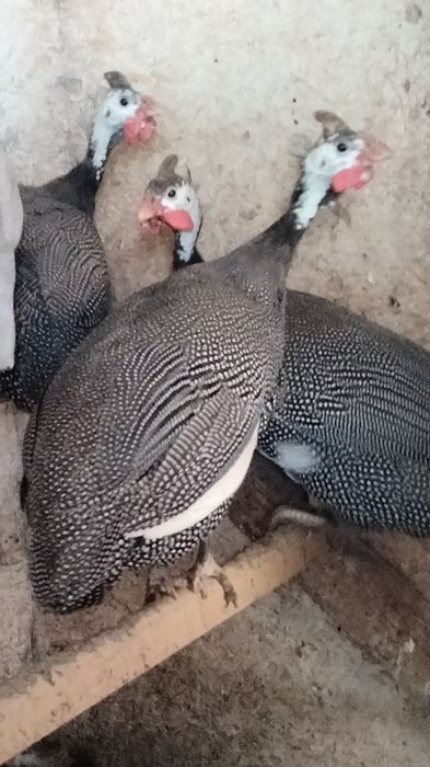 Продам взрослых цесарок