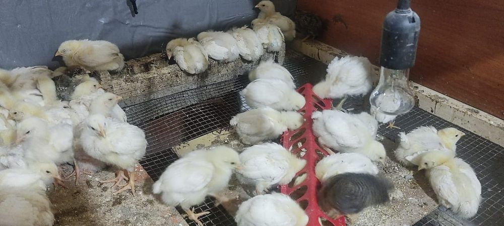 Продам бройлер цыплята