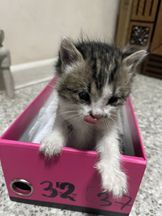 Отдадим котика в добрые руки