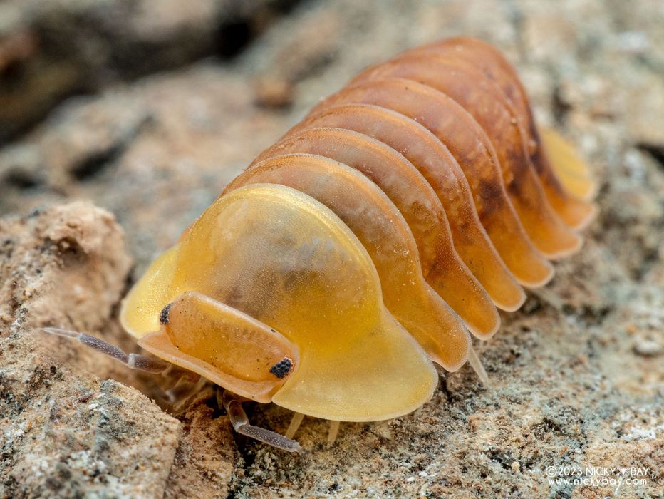 Isopozi cubaris.