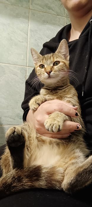 Pisică pentru adopție  Brașov