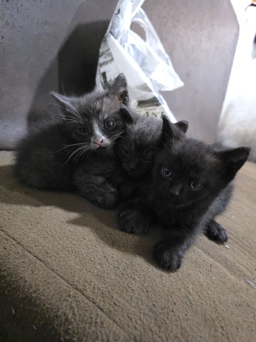 Отдам милых котят