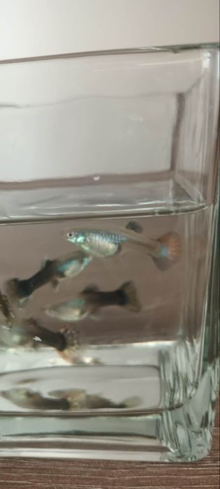 Vând guppy adulți și tineret și puiet