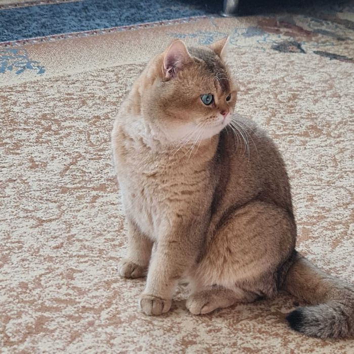 Британская короткошерстная. Котята