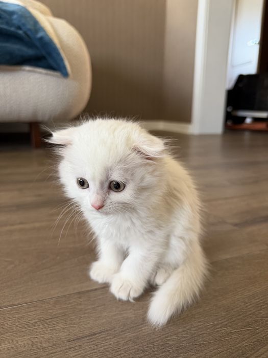 Шотландский вислоухий котенок-девочка, Scottish-fold