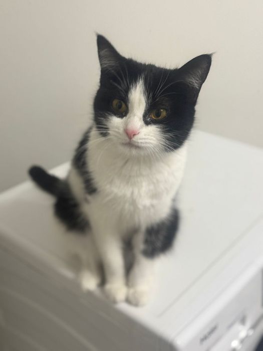 Кошечка Муся!Красавица!