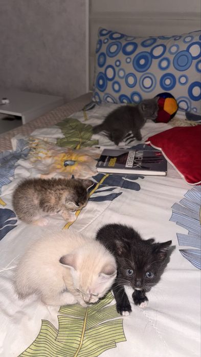 котёнки белый и черный