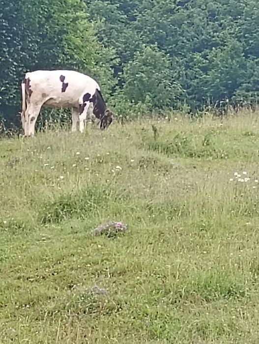 Vând vacă și junincă preț negociabil