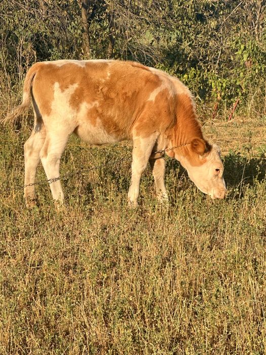 Vitea baltata 11 luni