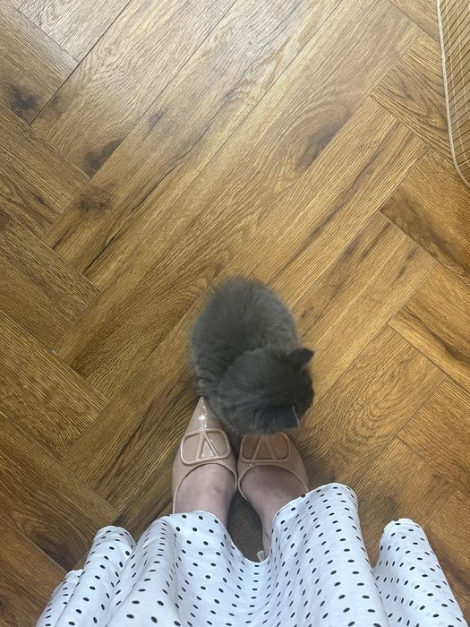 отдам котят домашних