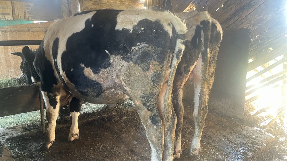 Бычки черна белые