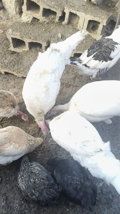 Продам индюков в Бостандыкском районе.