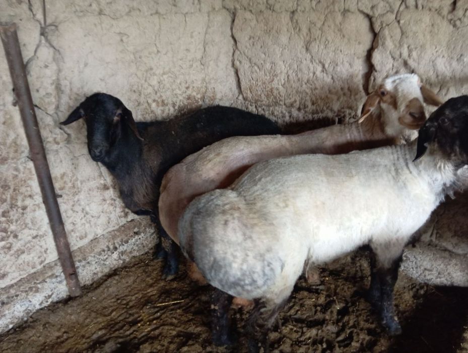 Ку́йлар сотилади