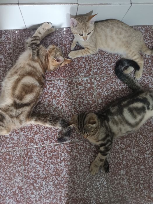 Отдам котят с мамой