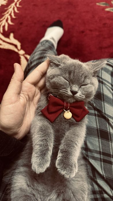 Scottish Straight mushuk+ Orginal katta qafasi bilan!