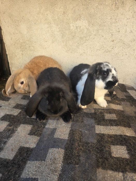 Super ofertă.  Iepuri berbec german