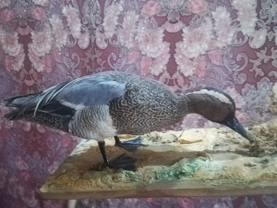 Хобби и увличение