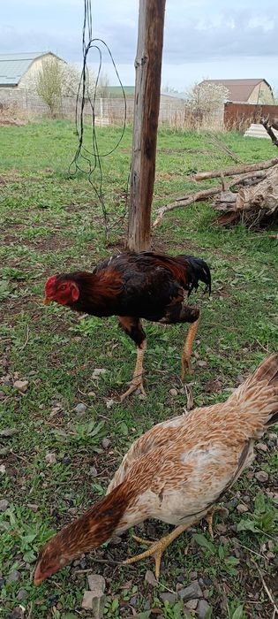 Дакан микс кореец с китайцем