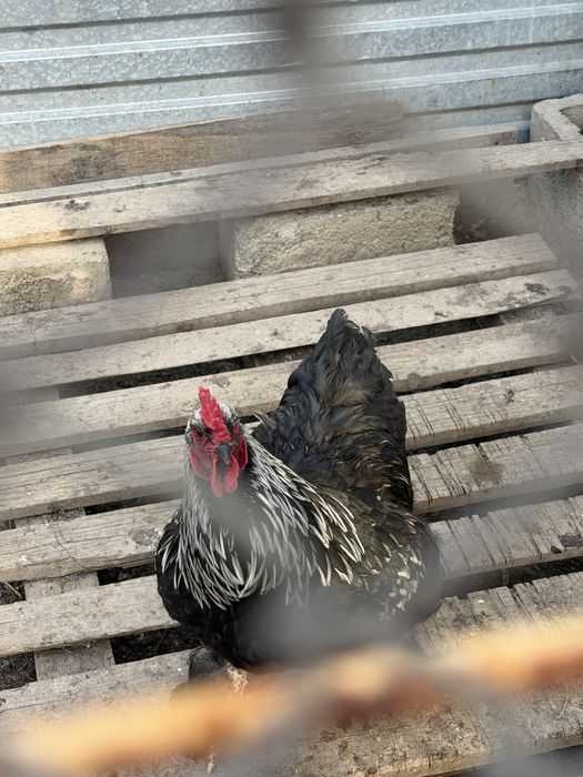 Продаем Петух, Әтеш сатамыз