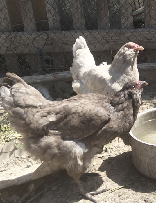 Продам инкубационные яйца амераукана