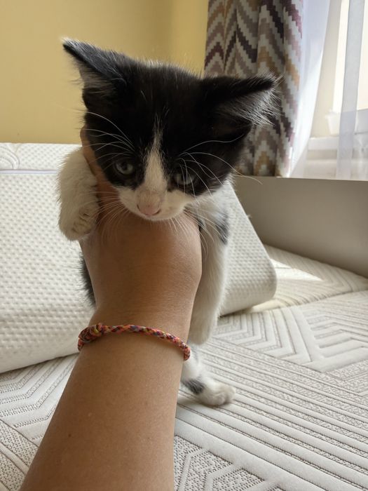 Отдам котят в хорошие руки, все девочки